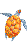 careta careta