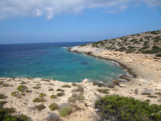 Xylompatis