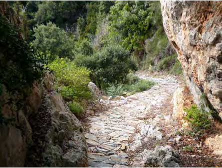 Pezoporia 3