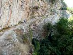 Pezoporia 5