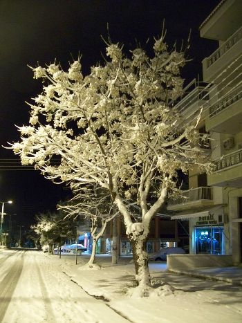 Snowey night I